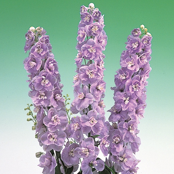 Delphinium elatum Aurora Lavender