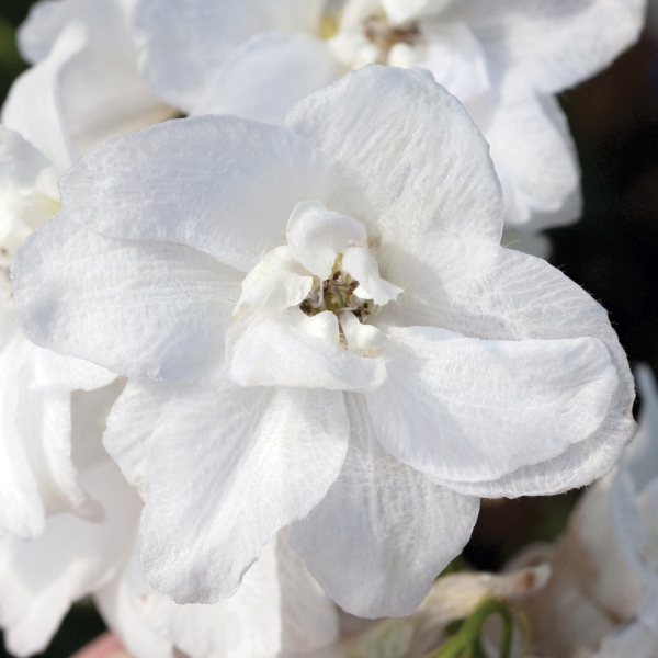 Delphinium cultorum Fantasy White