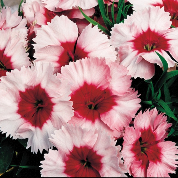 Dianthus chinensis Super Parfait Strawberry