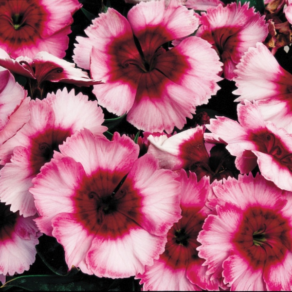 Dianthus chinensis Super Parfait Raspberry