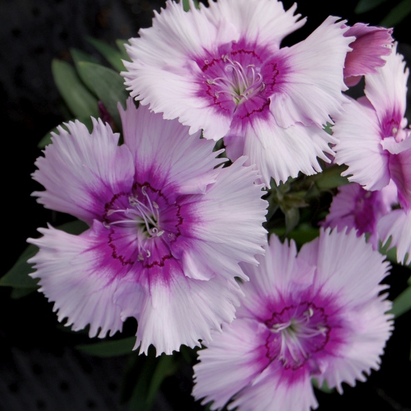 Dianthus annual chinensis Diana Lavender Picotee
