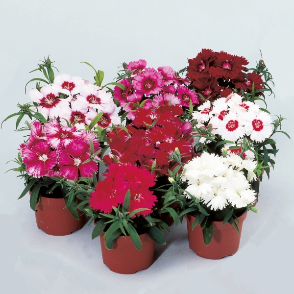 Dianthus chinensis Diana Mix