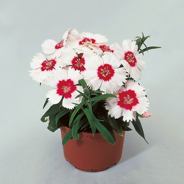 Dianthus annual chinensis Diana Red White