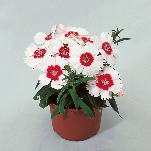 Dianthus chinensis Diana Red White