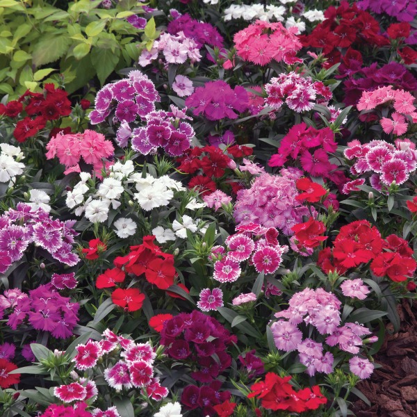 Dianthus annual chinensis Telstar Mix