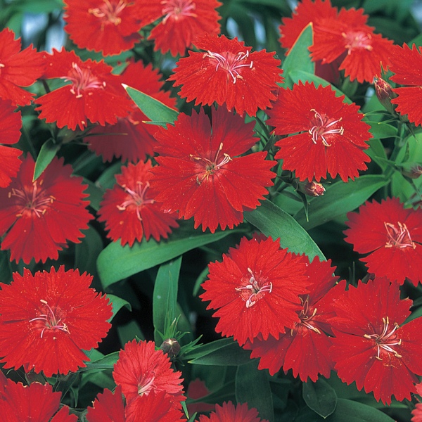 Dianthus annual chinensis Telstar Crimson
