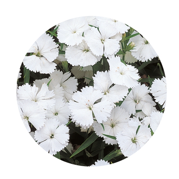 Dianthus annual chinensis Telstar White