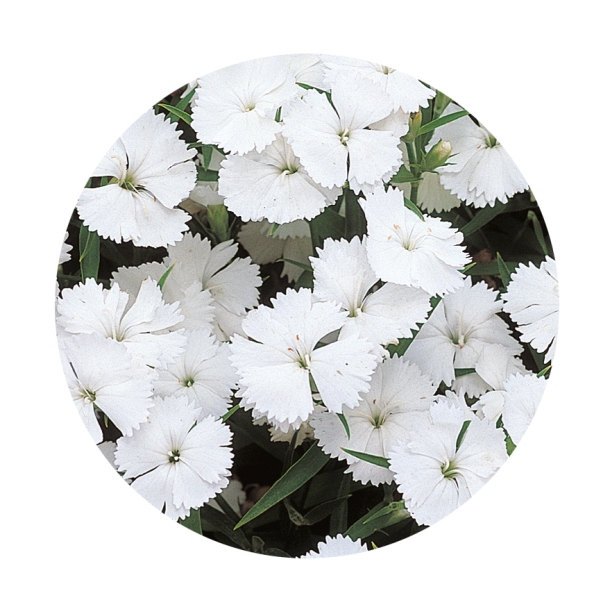 Dianthus chinensis Telstar White