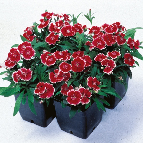 Dianthus annual chinensis Telstar Picotee Red / White