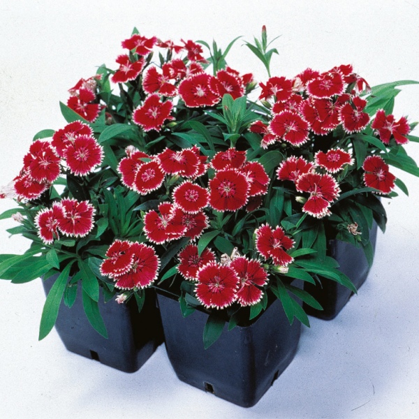 Dianthus chinensis Telstar Picotee Red / White