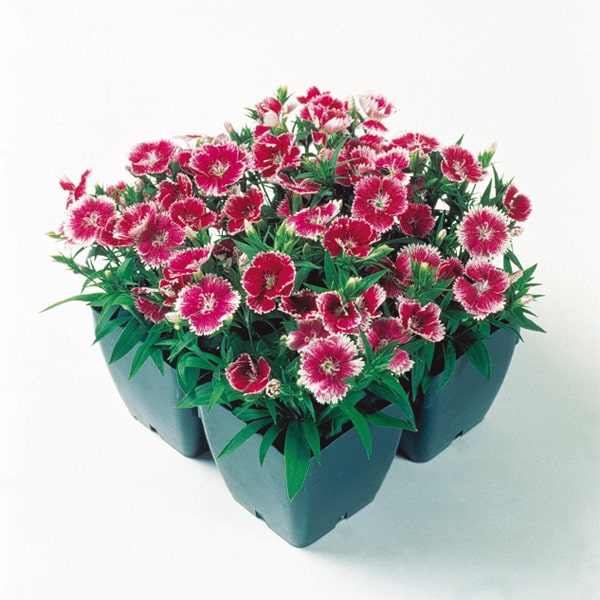 Dianthus chinensis Telstar Picotee Purple White