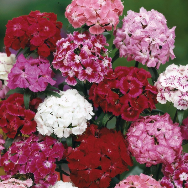 Dianthus barbatus Lentebode Mix