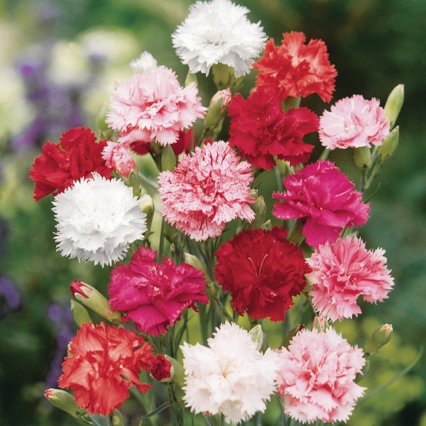 Dianthus caryophyllus Wener Mix