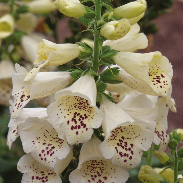 Digitalis purpurea Camelot Cream Digitalis purpurea Camelot Cream