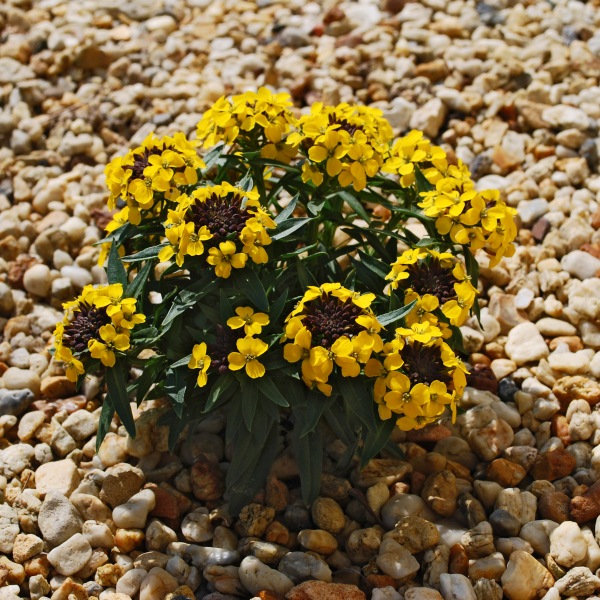 Erysimum suffruticosum Goldcup