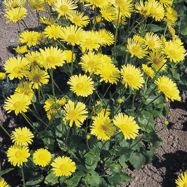 Doronicum orientale Magnificum