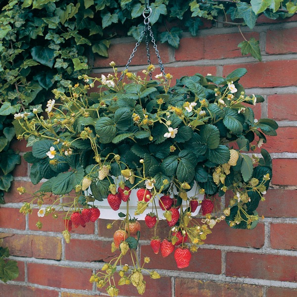 Fragaria ananassa Temptation