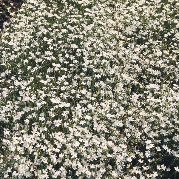 Dianthus perennial deltoïdes Confetti White
