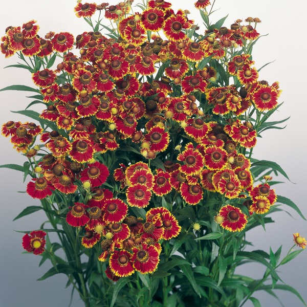 Helenium autumnale Helena Red