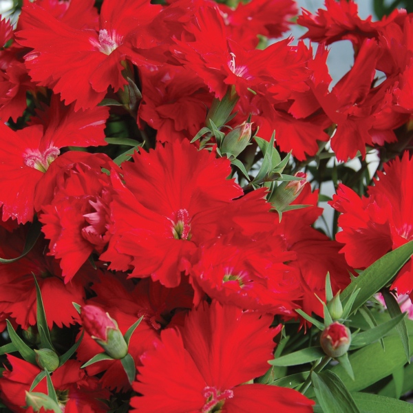 Dianthus annual chinensis Diana Scarlet