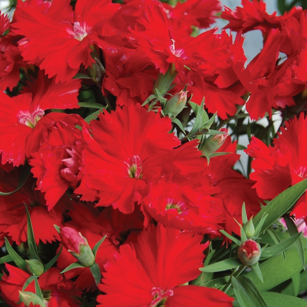 Dianthus chinensis Diana Scarlet