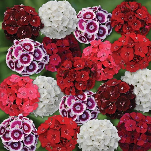 Dianthus barbatus Gigas Mix