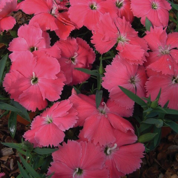 Dianthus annual chinensis Diana Pink
