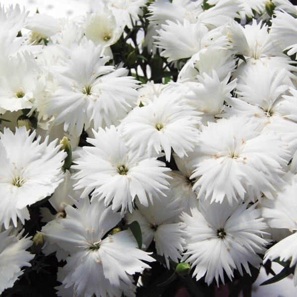 Dianthus chinensis Diana White