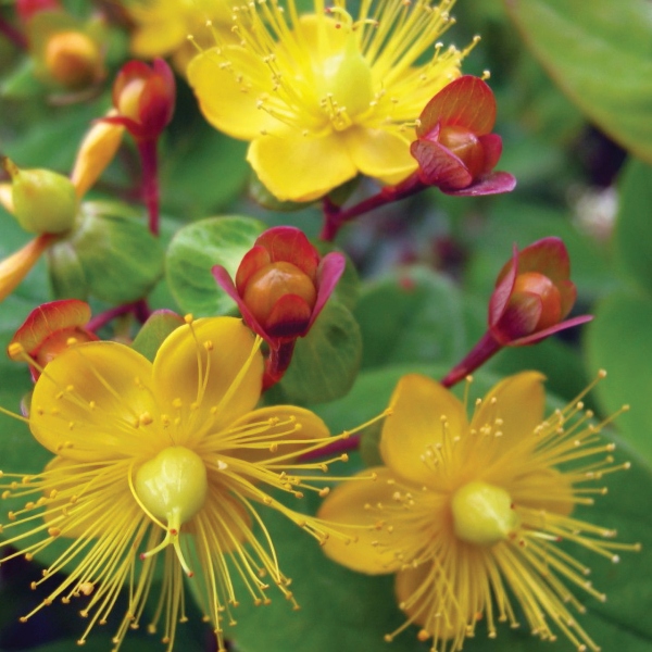 Hypericum androsaemum Hypericum androsaemum