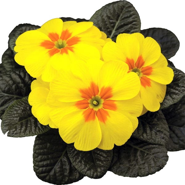 Primula acaulis Tobie Yellow