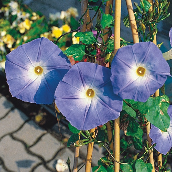 Ipomoea tricolor Sky Blue