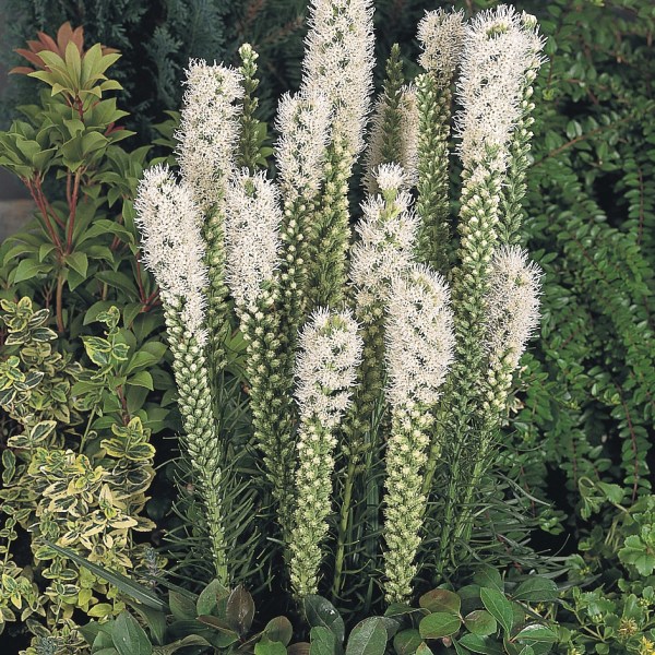 Liatris spicata Floristan White