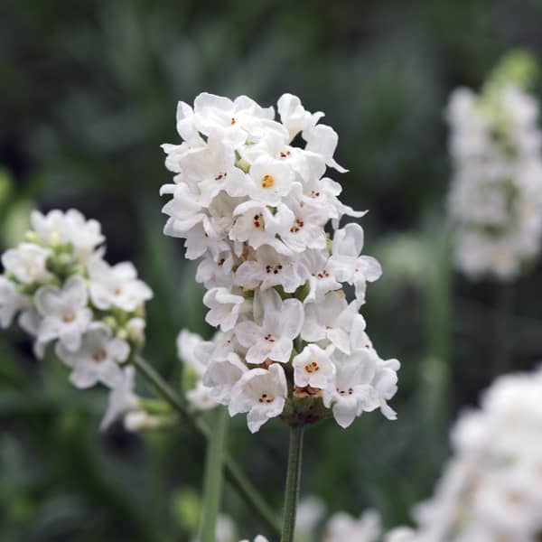 Lavandula angustifolia Montagnac White