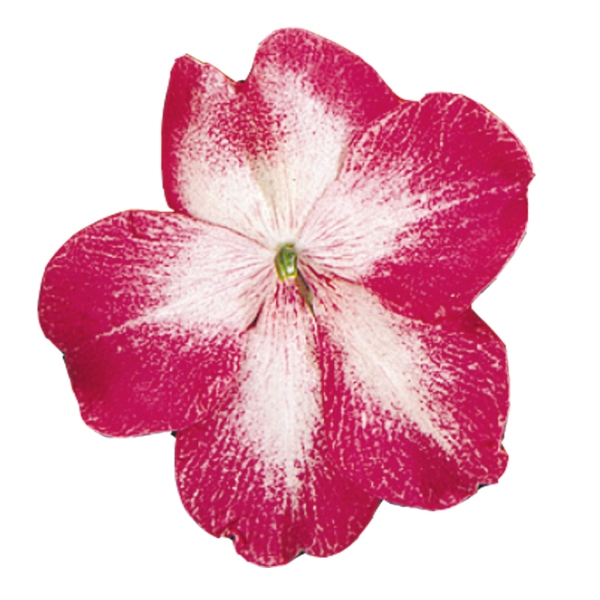 Impatiens walleriana Cupido Rose Bicolour