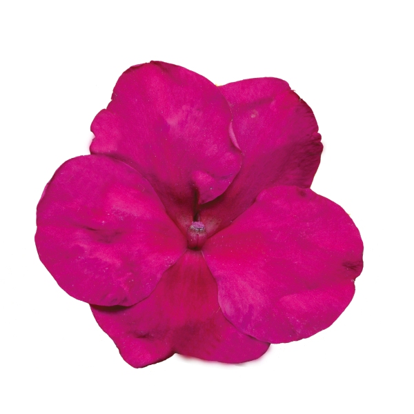 Impatiens walleriana Cupido Violet