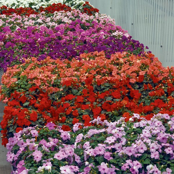 Impatiens walleriana Cupido Mix