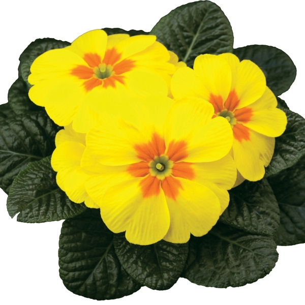 Primula acaulis Tobie Yellow Lemon Primula acaulis Tobie Yellow Lemon