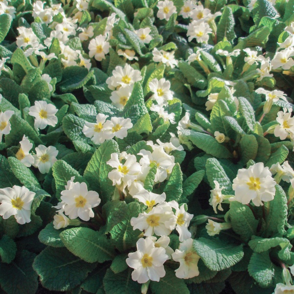 Primula vulgaris Wild Primrose
