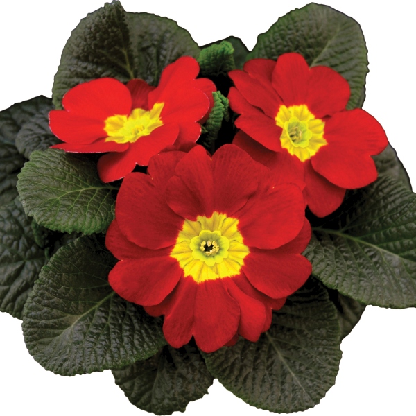 Primula acaulis Tobie Red