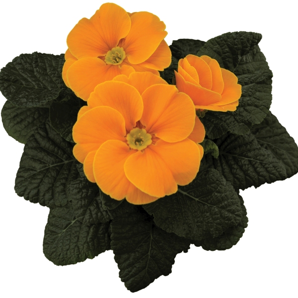 Primula acaulis Tobie Orange