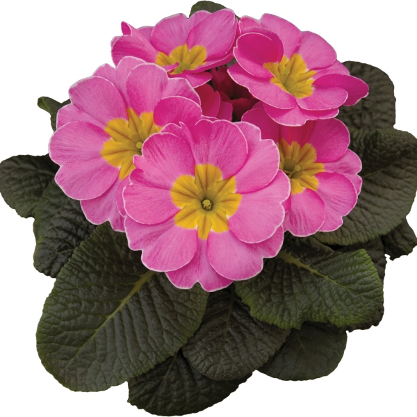 Primula acaulis Tobie Pink