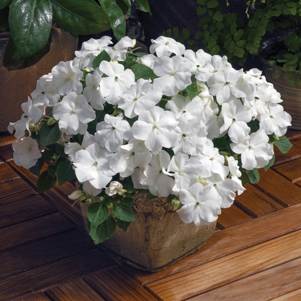 Impatiens walleriana Cupido White