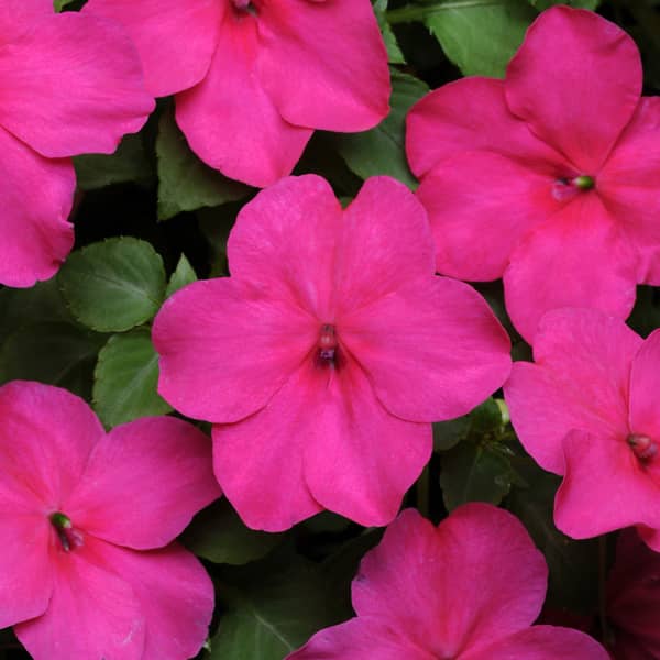 Impatiens walleriana Cupido Rose