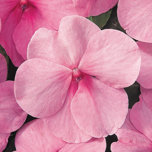 Impatiens walleriana Cupido Pink