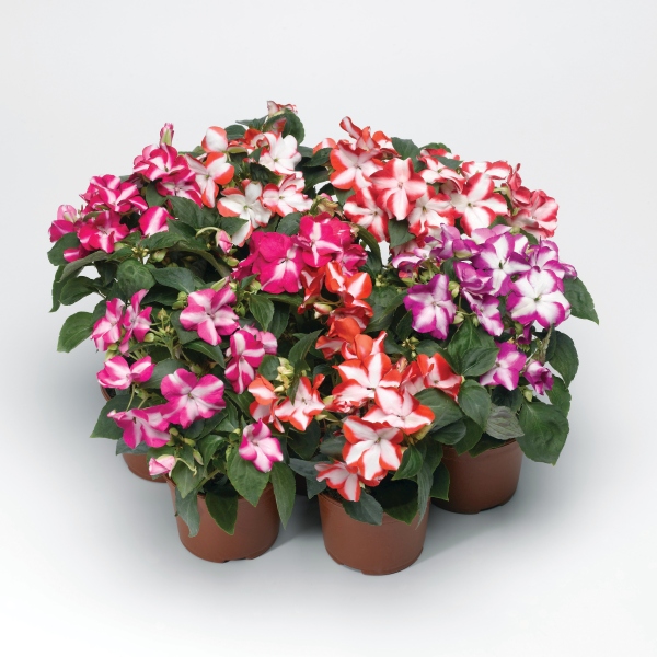 Impatiens walleriana Cupido Star Mix