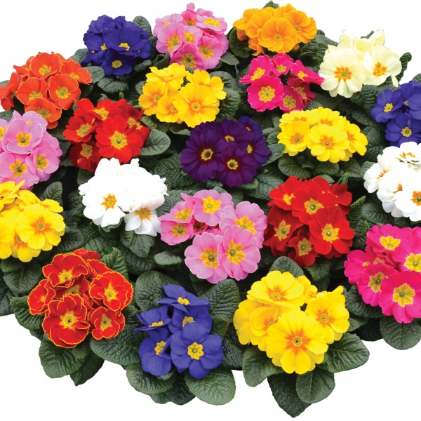 Primula acaulis Tobie Mix