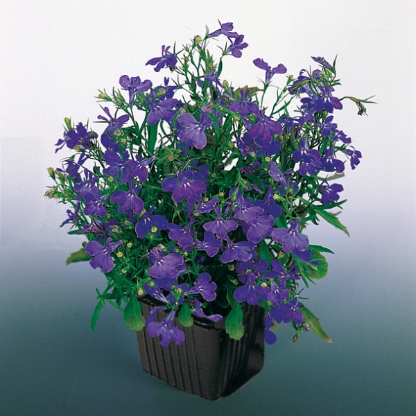 Lobelia erinus Laura Blue