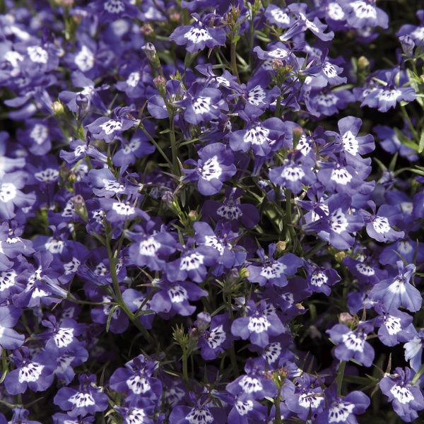 Lobelia erinus Laura Blue Eye