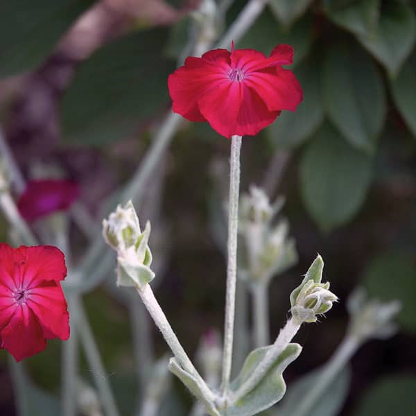 Lychnis coronaria Agrostemma