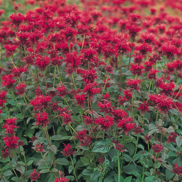 Monarda didyma Panorama Red Shades